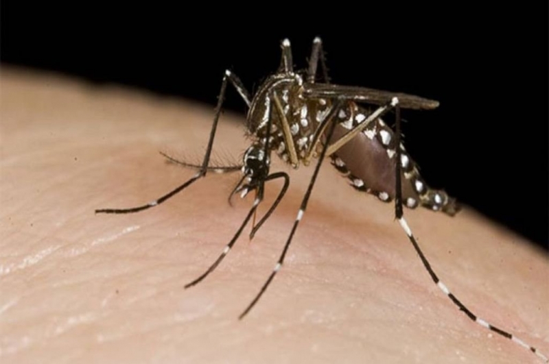 Dengue: buscan alterar el ADN de mosquitos e impedir su reproducción