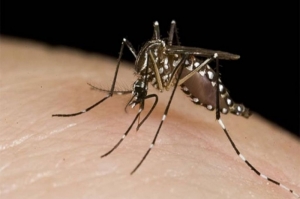 dengue-buscan-alterar-el-adn-de-mosquitos-e-impedir-su-reproducción